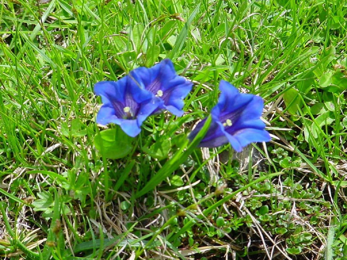 Bio-Bauernhof "Hecherhof" Thiersee Kültér fotó